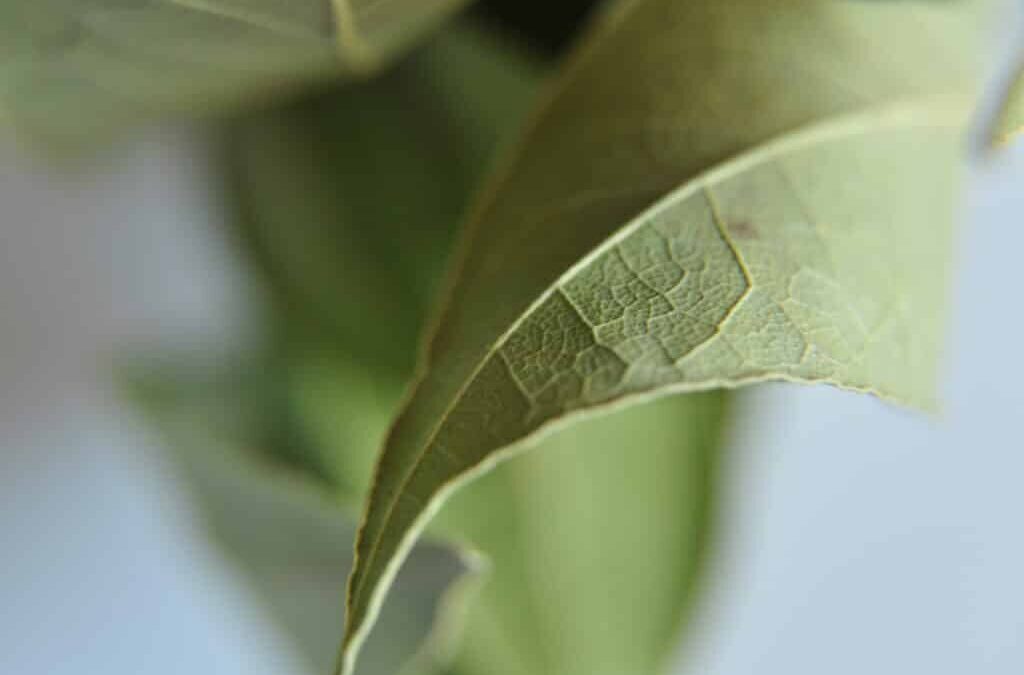 La foglia di alloro è dietro la porta: come creiamo una barriera invisibile contro i parassiti