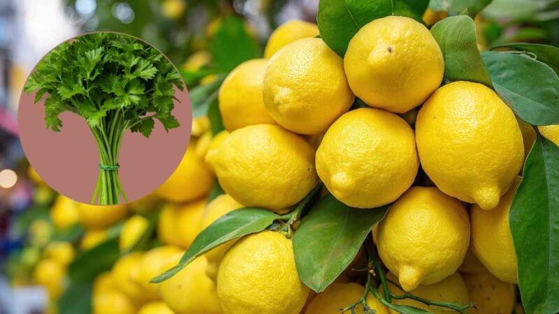 Bucce di limone e prezzemolo su un tagliere di legno.