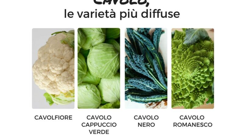 Persone anziane che osservano un piatto di cavolo verde su un tavolo.