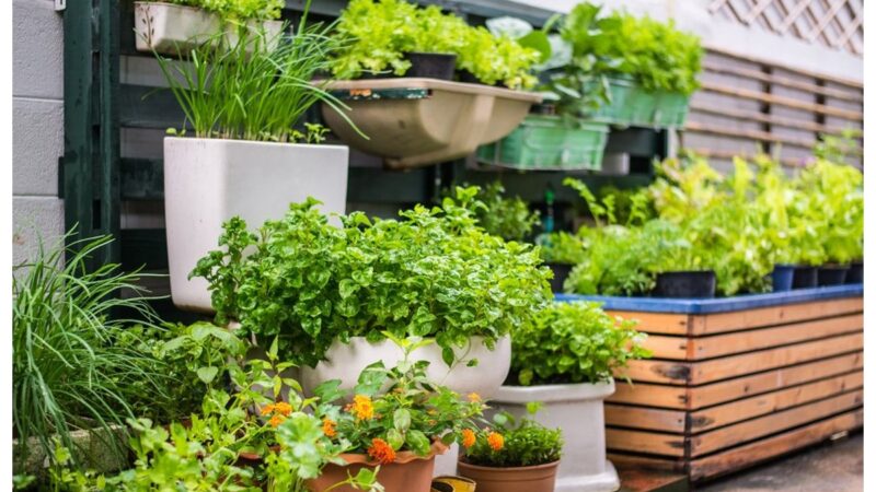 Orto urbano su un piccolo balcone con vasi e piante verdi.