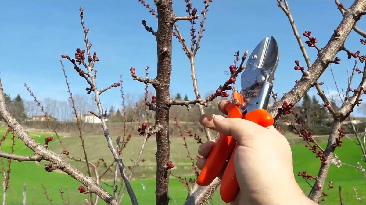 Uomo che pota un albero da frutto con cesoie.