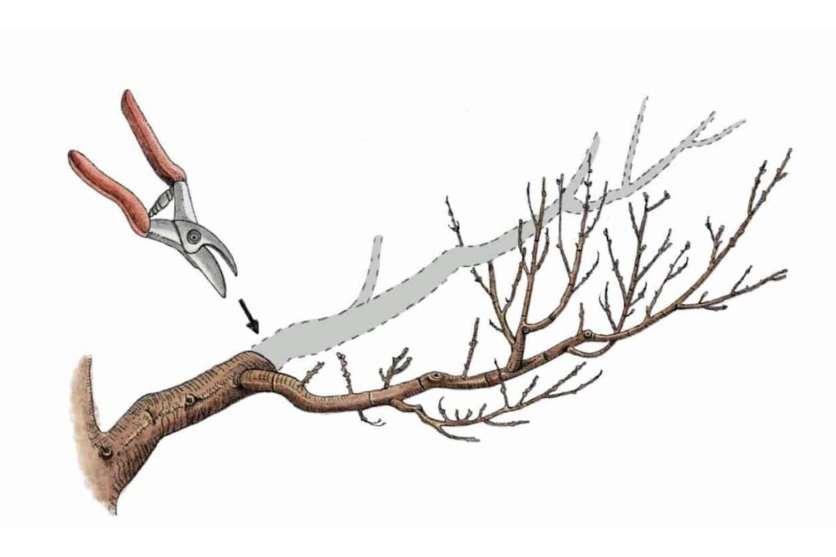 Persona che pota un albero da frutto con cesoie.