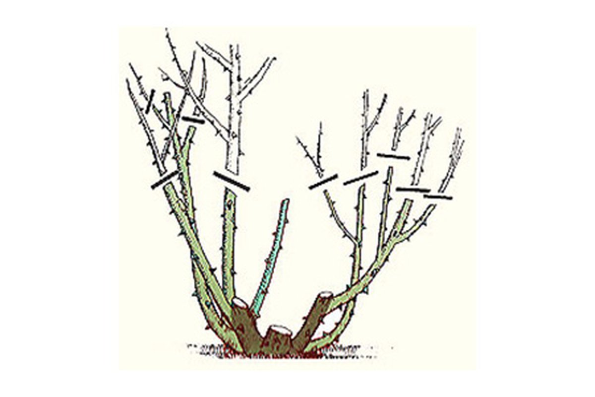 Mani che potano un cespuglio di rose con cesoie da giardino.