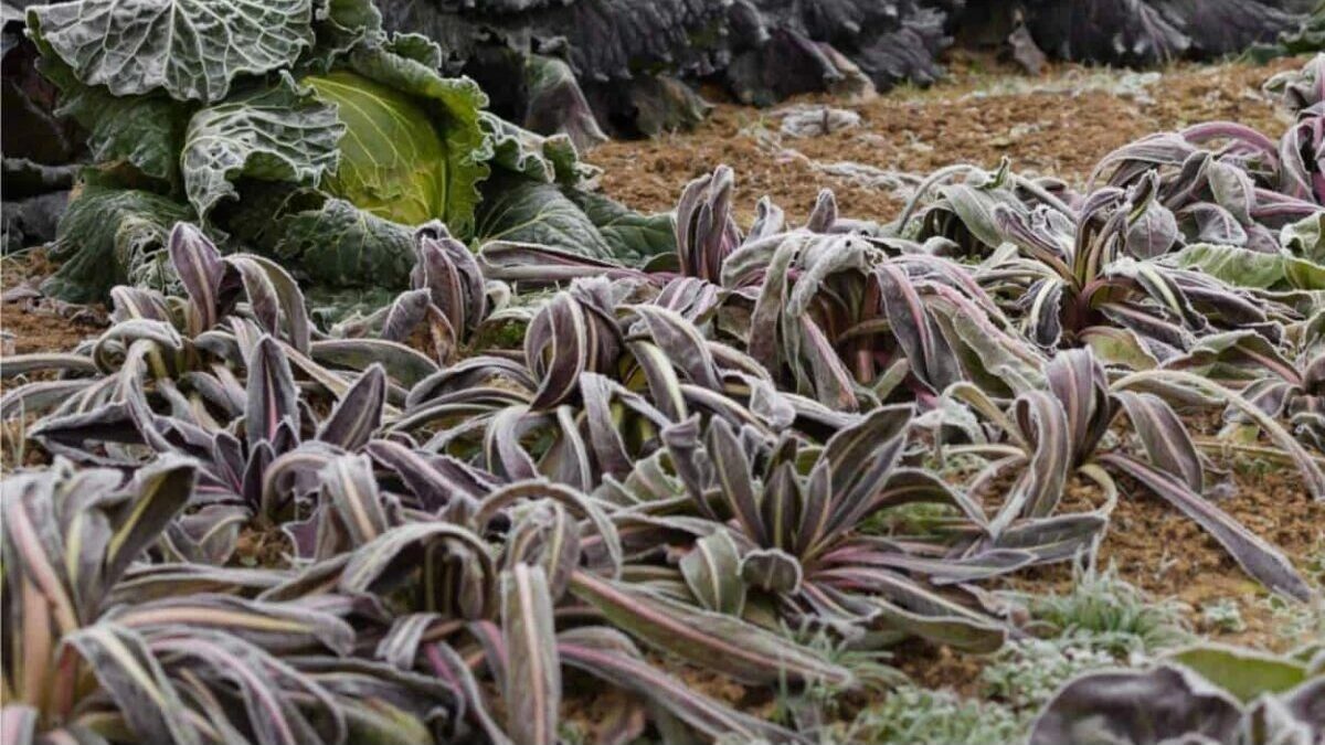 Piantine coperte da tessuto non tessuto per protezione dal gelo.