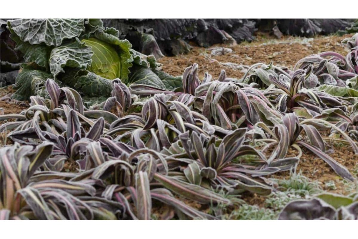 Piantine coperte da tessuto non tessuto per protezione dal gelo.