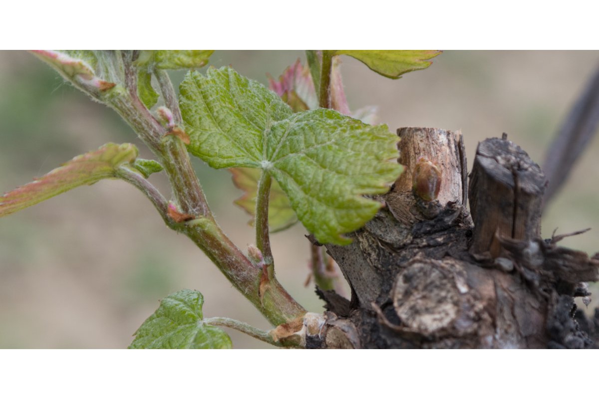 Piantine coperte da teli protettivi in un giardino.