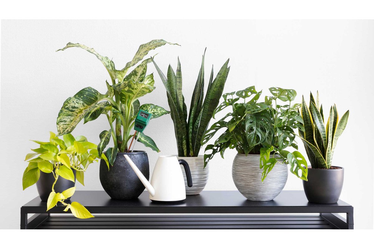 Pianta con foglie appassite e terreno asciutto.