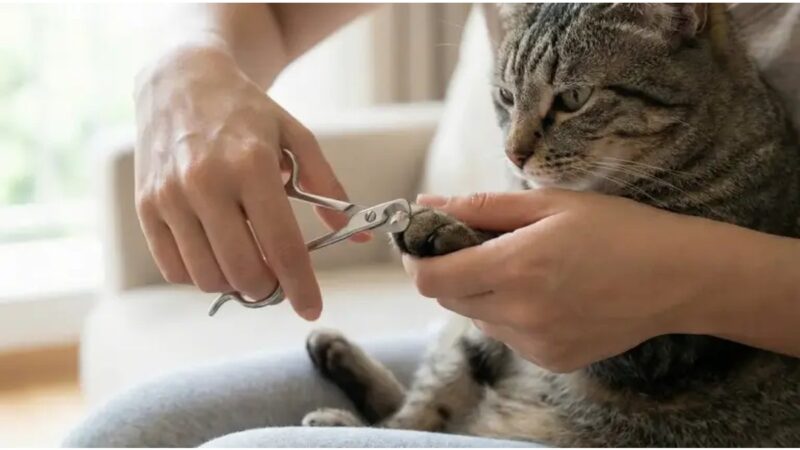 Gatto rilassato mentre un toelettatore gli taglia delicatamente le unghie.