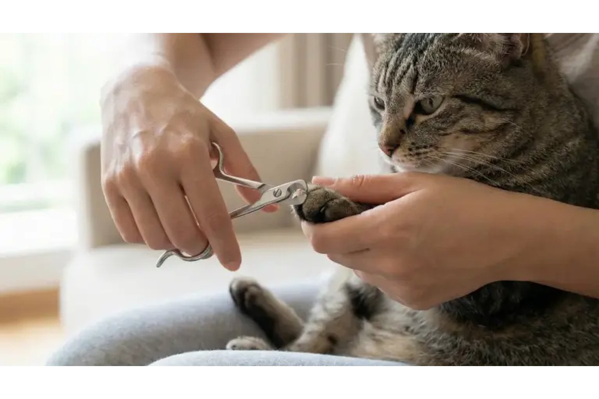 Gatto rilassato mentre un toelettatore gli taglia delicatamente le unghie.