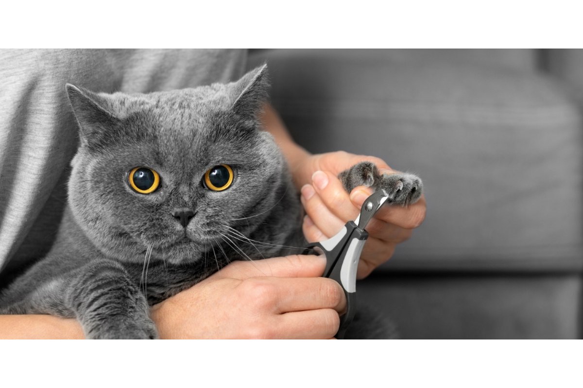 Persona che taglia le unghie a un gatto calmo su un tavolo.