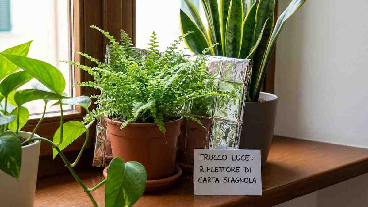 Pianta da interno verde rigogliosa in un angolo ombreggiato di una stanza.