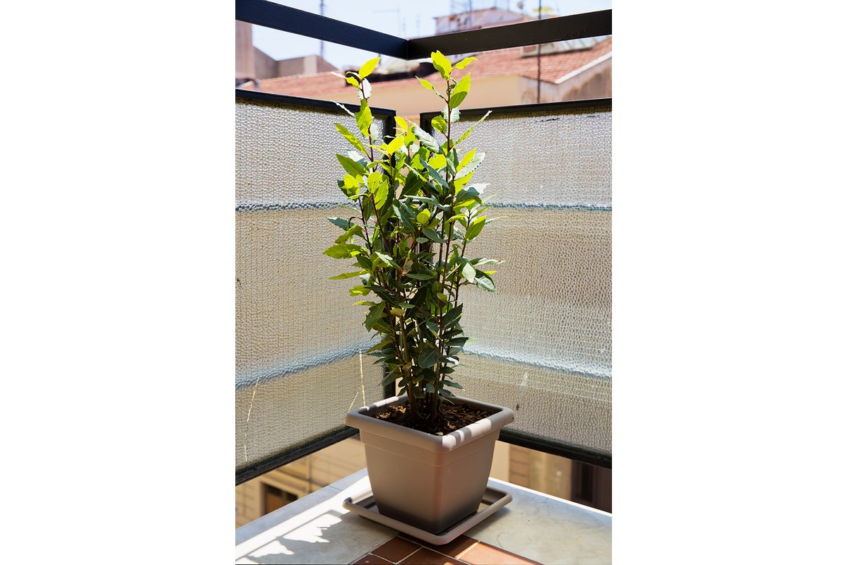 Foglie di alloro fresche su un balcone soleggiato.