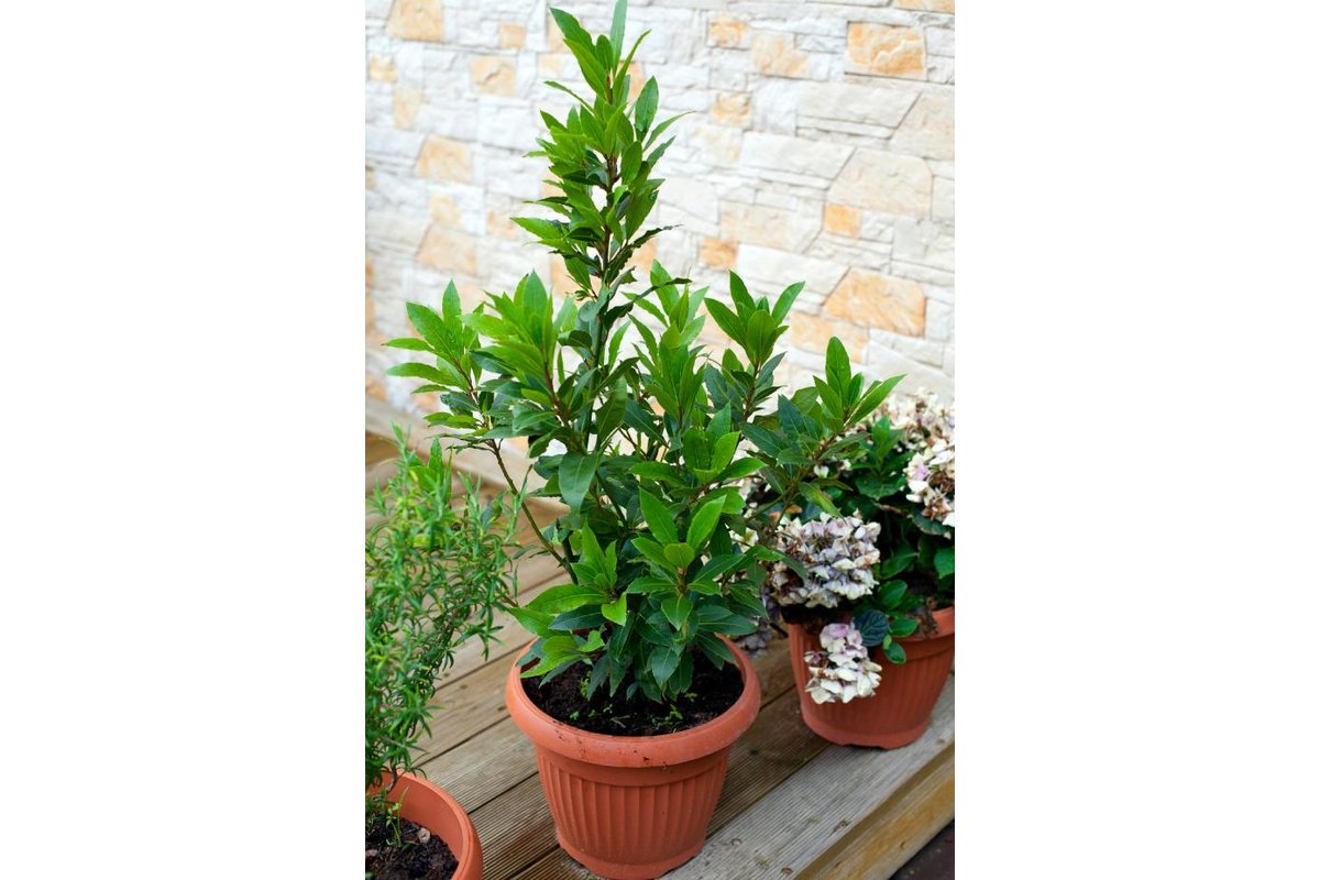 Foglie di alloro fresche in un vaso sul balcone.