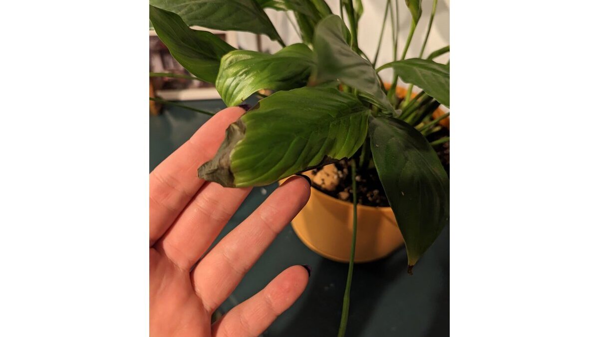 Foglie marroni su una pianta di spathiphyllum in un vaso bianco.