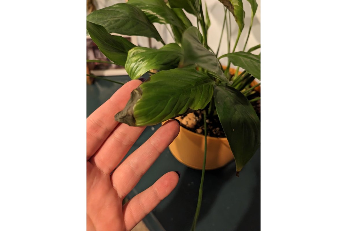 Foglie marroni su una pianta di spathiphyllum in un vaso bianco.