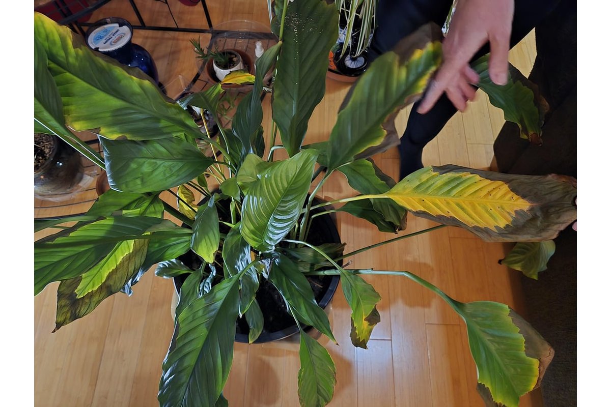 Foglie marroni su una pianta di spathiphyllum in un vaso bianco.