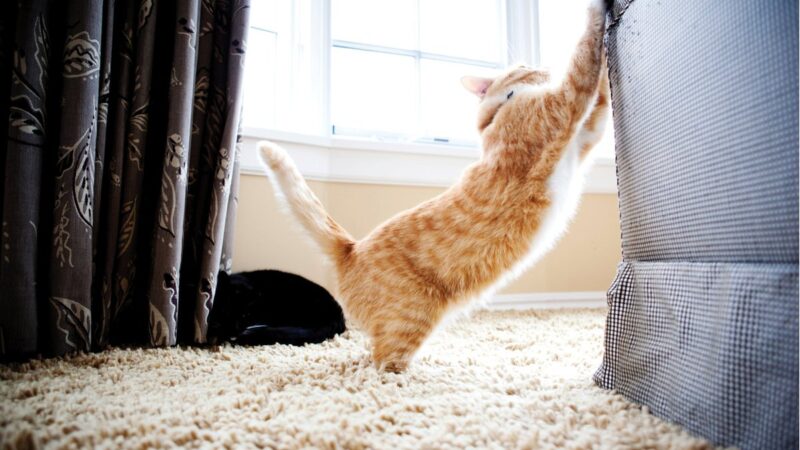 Gatto grigio che graffia il divano in salotto.