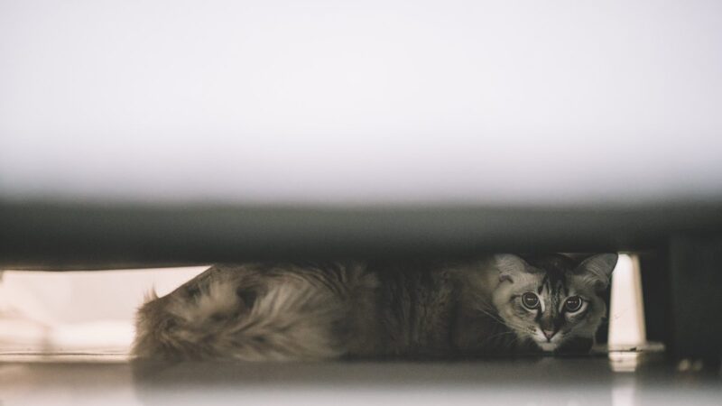 Gatto nascosto sotto un letto con occhi curiosi che osservano.