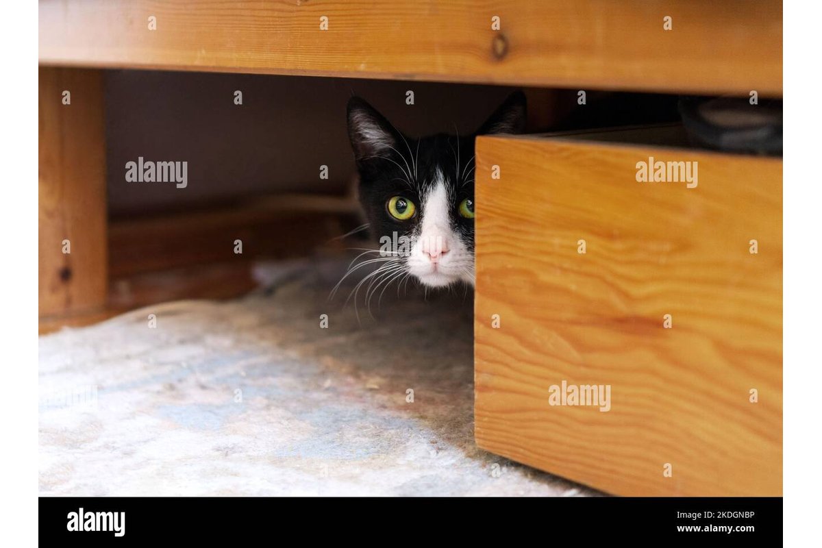 Gatto timido che sbircia da sotto il letto