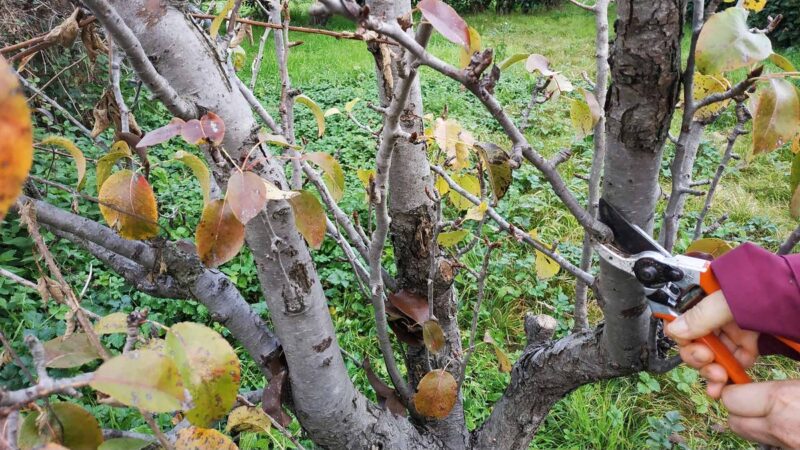 Uomo che pota un albero con attrezzi da giardinaggio.