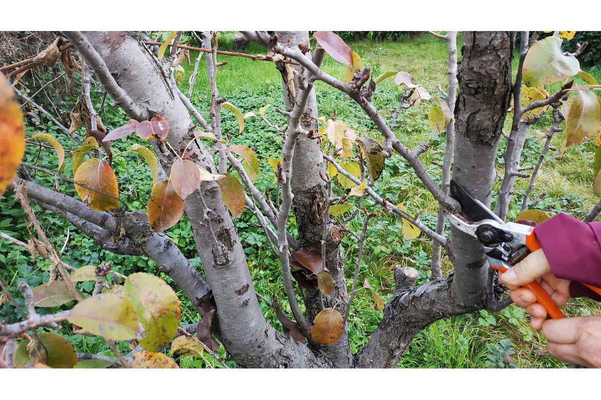 Uomo che pota un albero con attrezzi da giardinaggio.