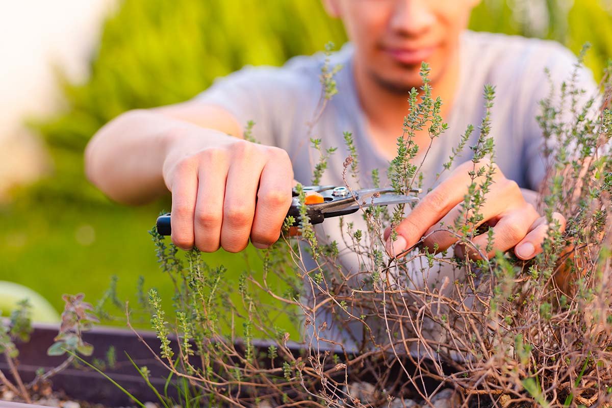 Giardiniere pota un vecchio albero per stimolare nuova crescita.