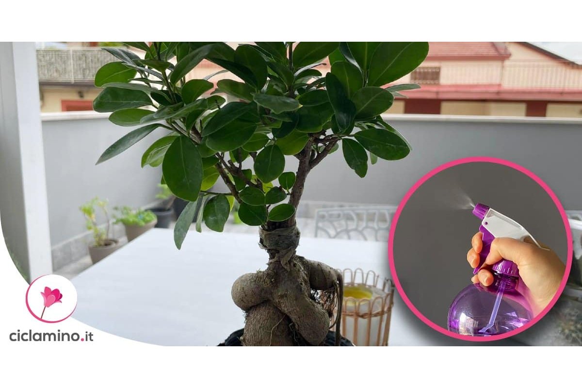 Primo piano di foglie di ficus con segni di infestazione da parassiti.