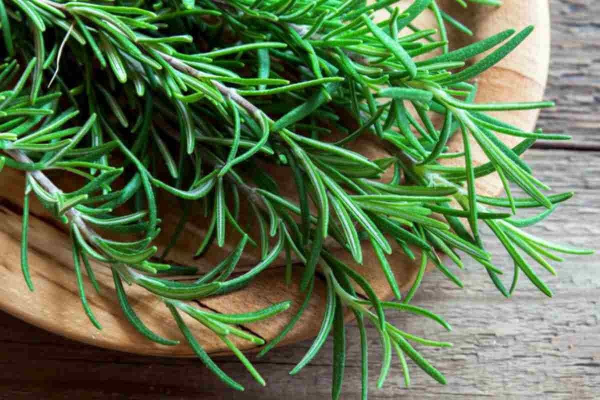 Foglia di rosmarino su un davanzale illuminato dal sole.