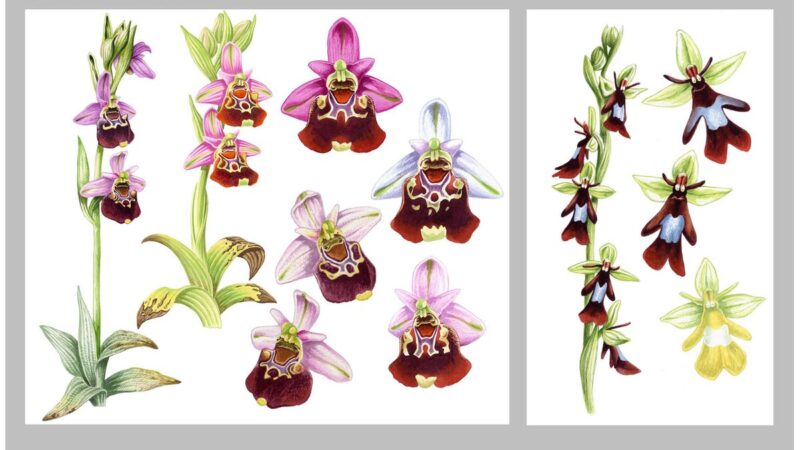 Orchidea in fiore con colori autunnali su sfondo naturale.