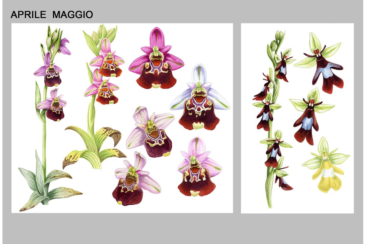 Orchidea in fiore con colori autunnali su sfondo naturale.