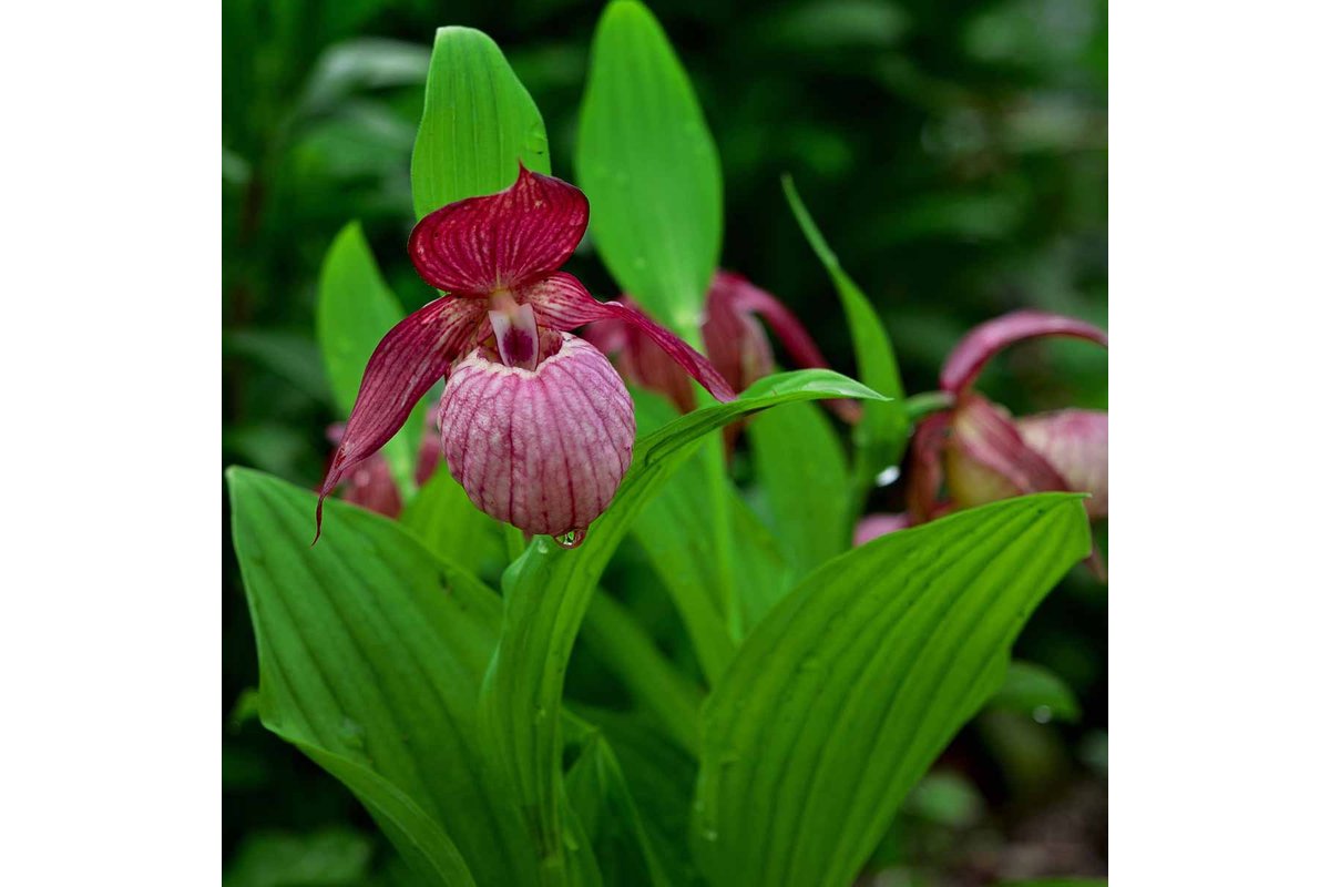Orchidea in fiore con foglie verdi in autunno.