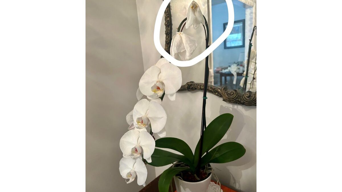 Orchidea appassita in un vaso, con foglie ingiallite e fiori cadenti.