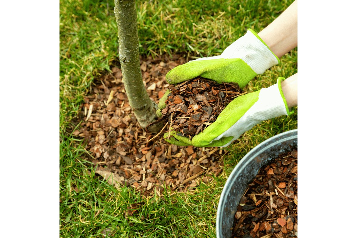 Strato di pacciamatura copre il terreno in un giardino invernale.