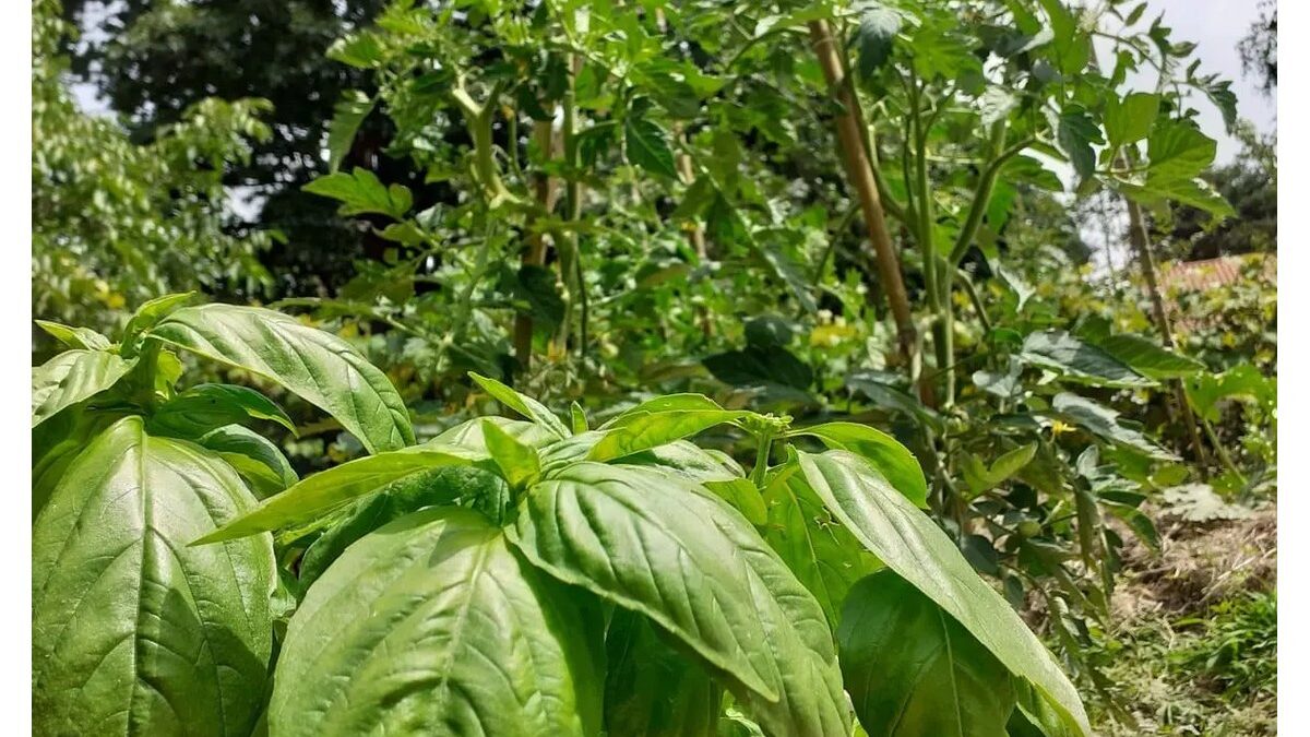 Pianta di basilico accanto a una pianta di pomodoro in un orto.