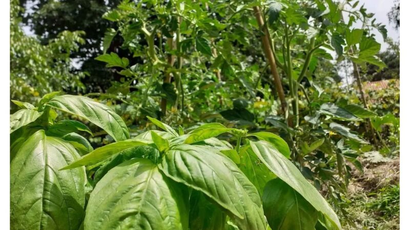 Pianta di basilico accanto a una pianta di pomodoro in un orto.
