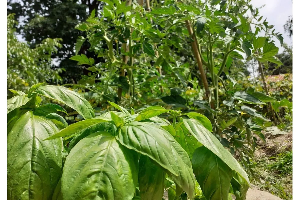 Pianta di basilico accanto a una pianta di pomodoro in un orto.