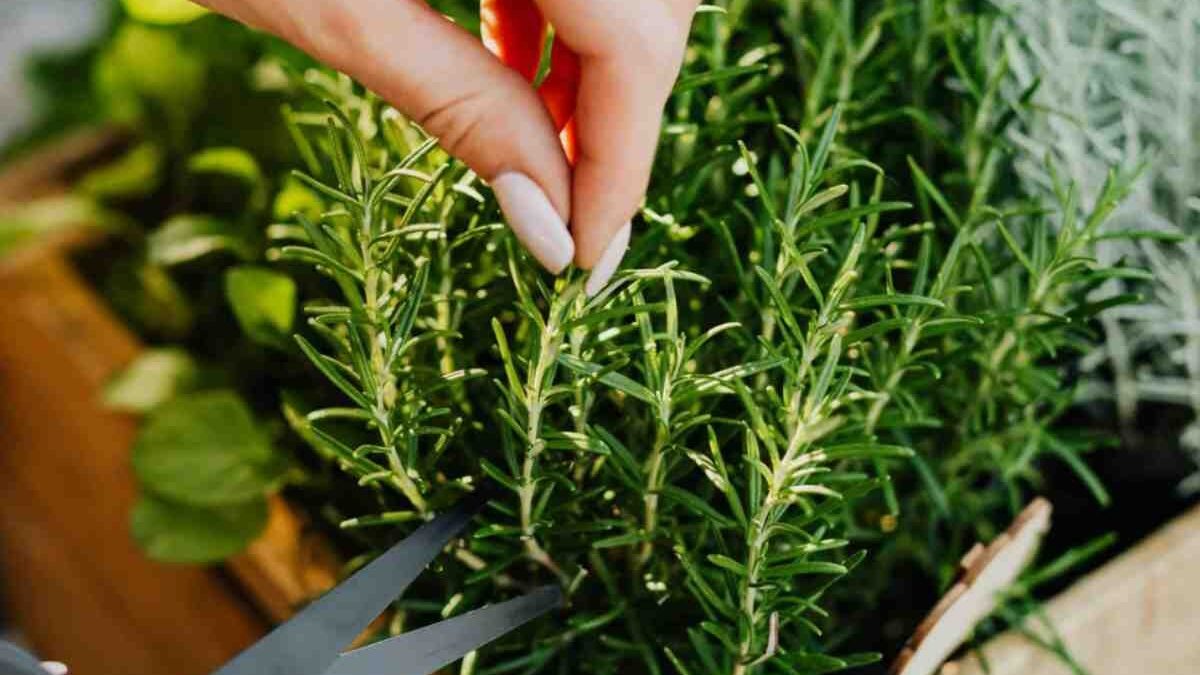 Perché i nostri nonni mettevano il rosmarino nel forno spento: benefici per casa e salute