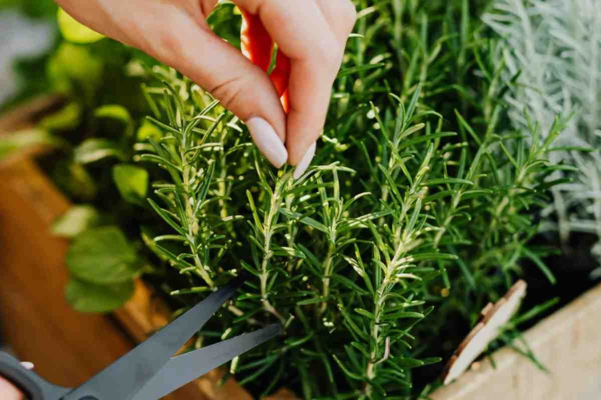 Un rametto di rosmarino fresco su una teglia da forno.