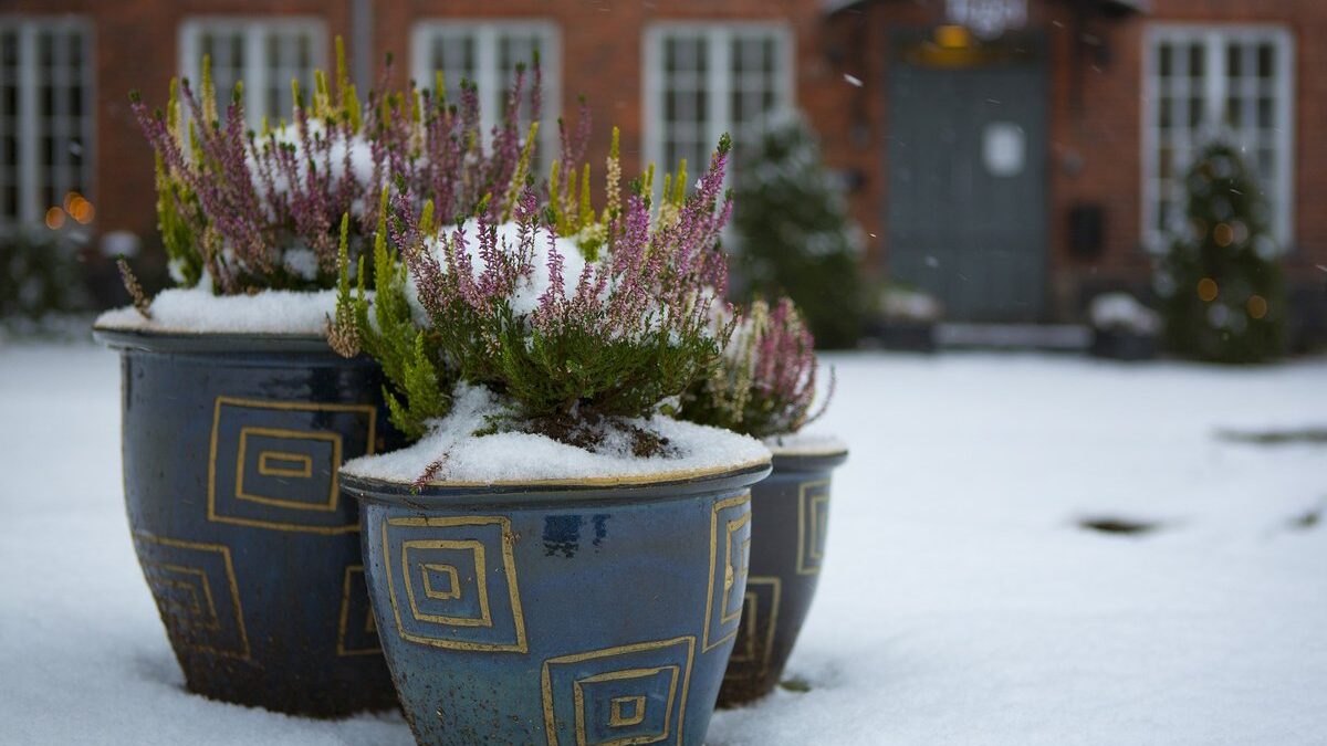 Piante resistenti al freddo su un balcone innevato in inverno.