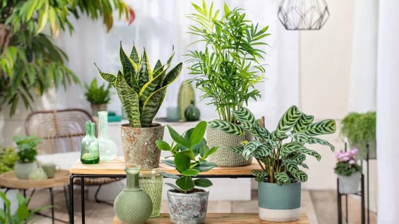 Pianta da interno con foglie verdi rigogliose in un vaso decorativo.