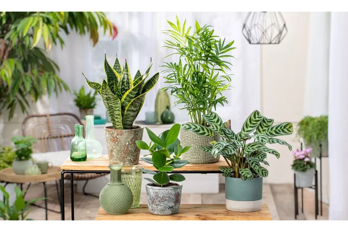 Pianta da interno con foglie verdi rigogliose in un vaso decorativo.