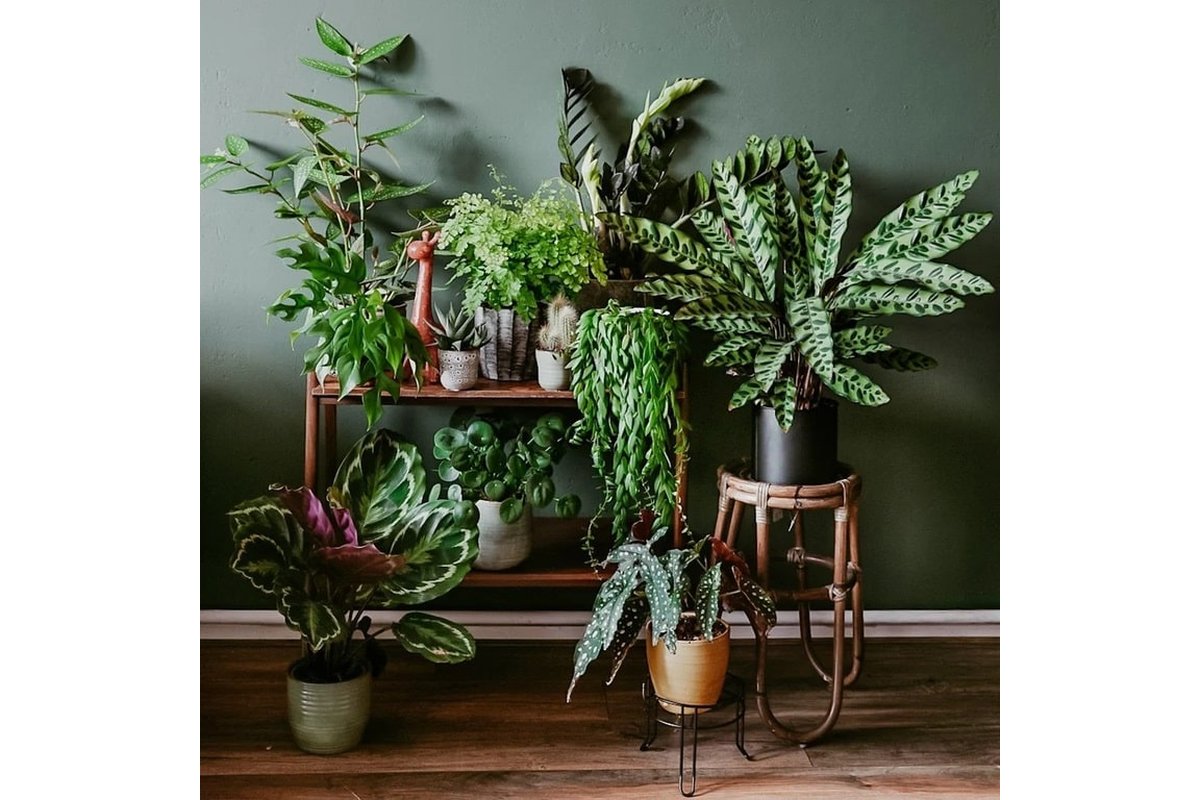 Pianta di Ficus Lyrata in un elegante vaso bianco su un tavolino.