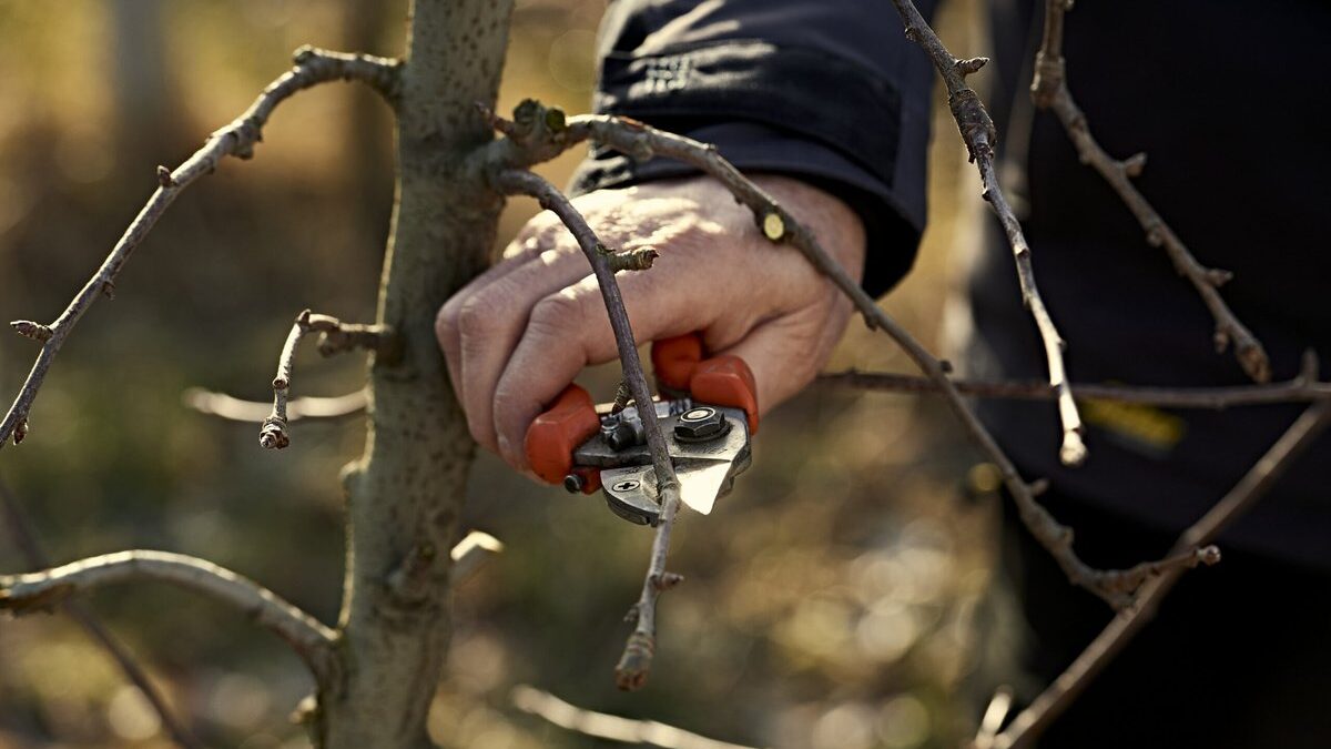 Giardiniere pota un melo durante l'inverno con cesoie affilate.