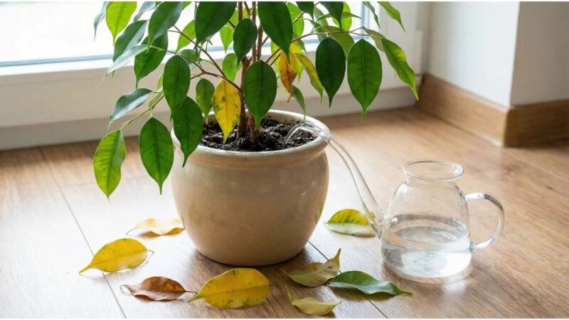 Foglie verdi e rigogliose di un ficus in un vaso da interno.