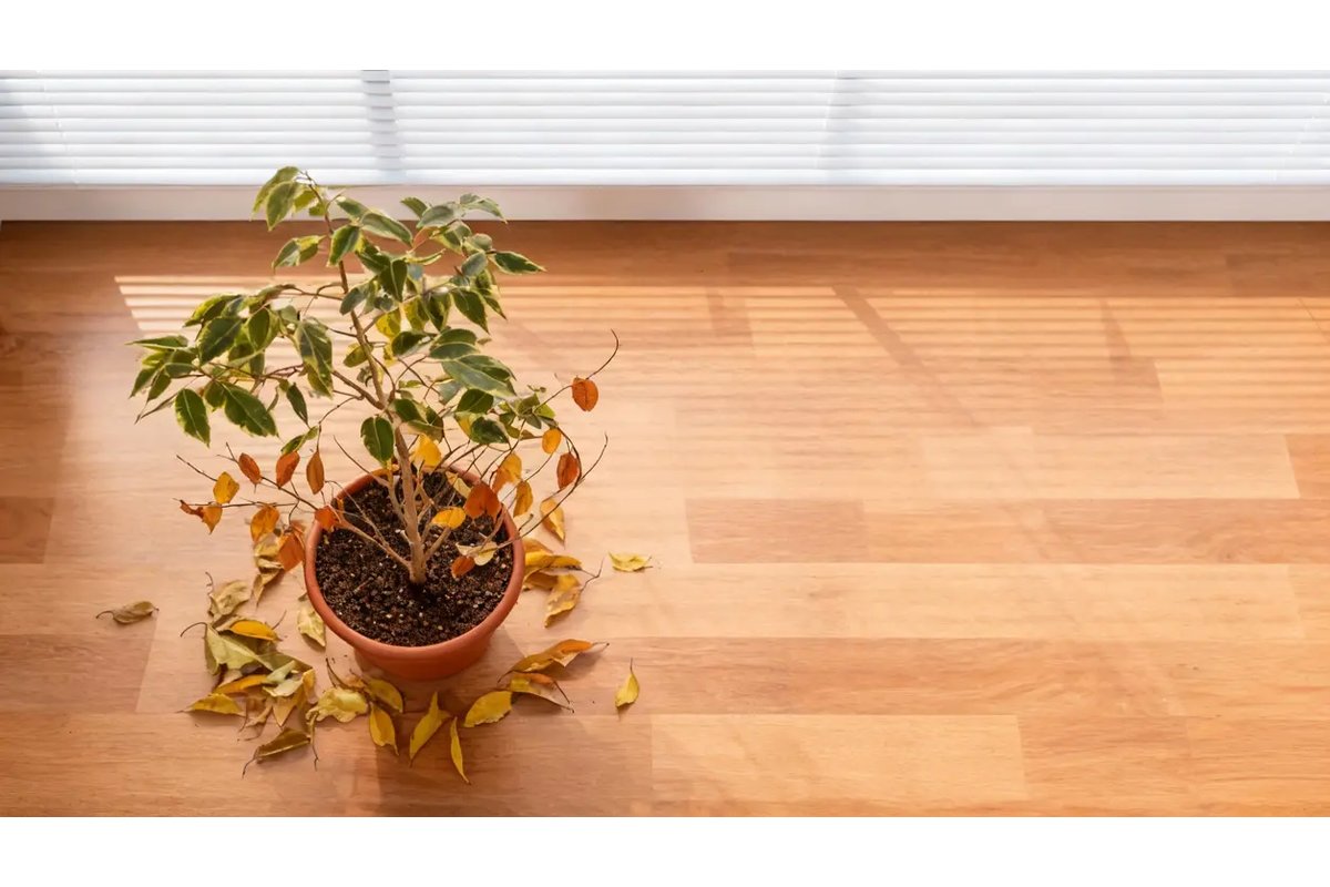 Foglie verdi e rigogliose di un ficus in un vaso.