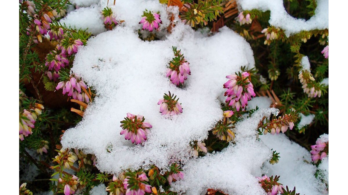 Un fiore colorato sboccia tra la neve in un paesaggio invernale.