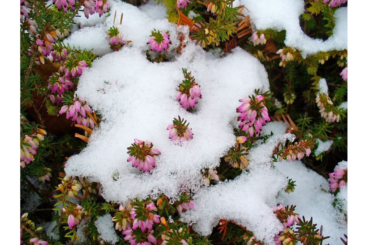 Un fiore colorato sboccia tra la neve in un paesaggio invernale.