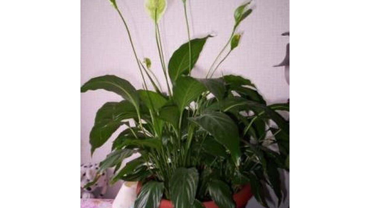 Spathiphyllum con radici immerse in un bicchiere d'acqua.