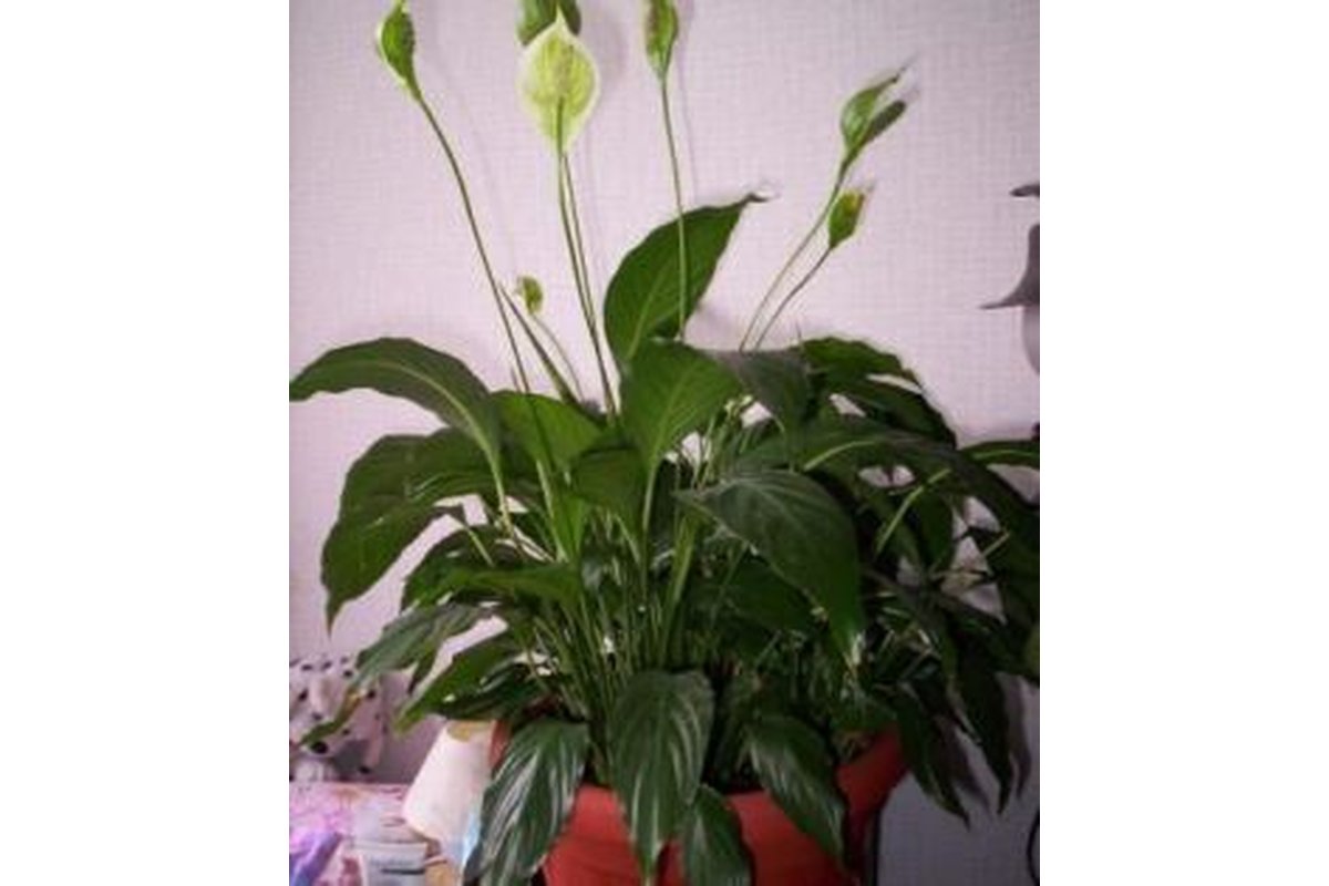 Spathiphyllum con radici immerse in un bicchiere d'acqua.