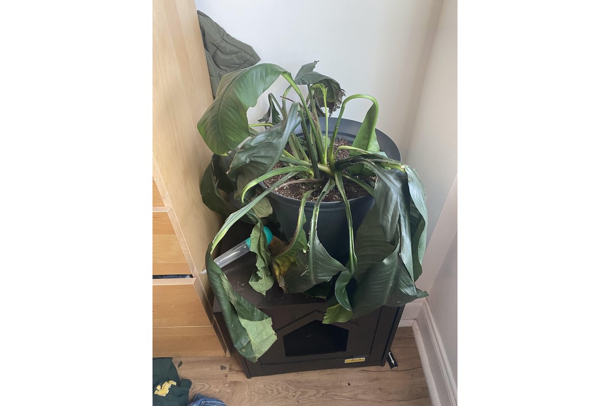 Radici di spathiphyllum immerse in un bicchiere d'acqua.